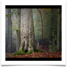 2 - The Mighty Beech - Chris Beesley 